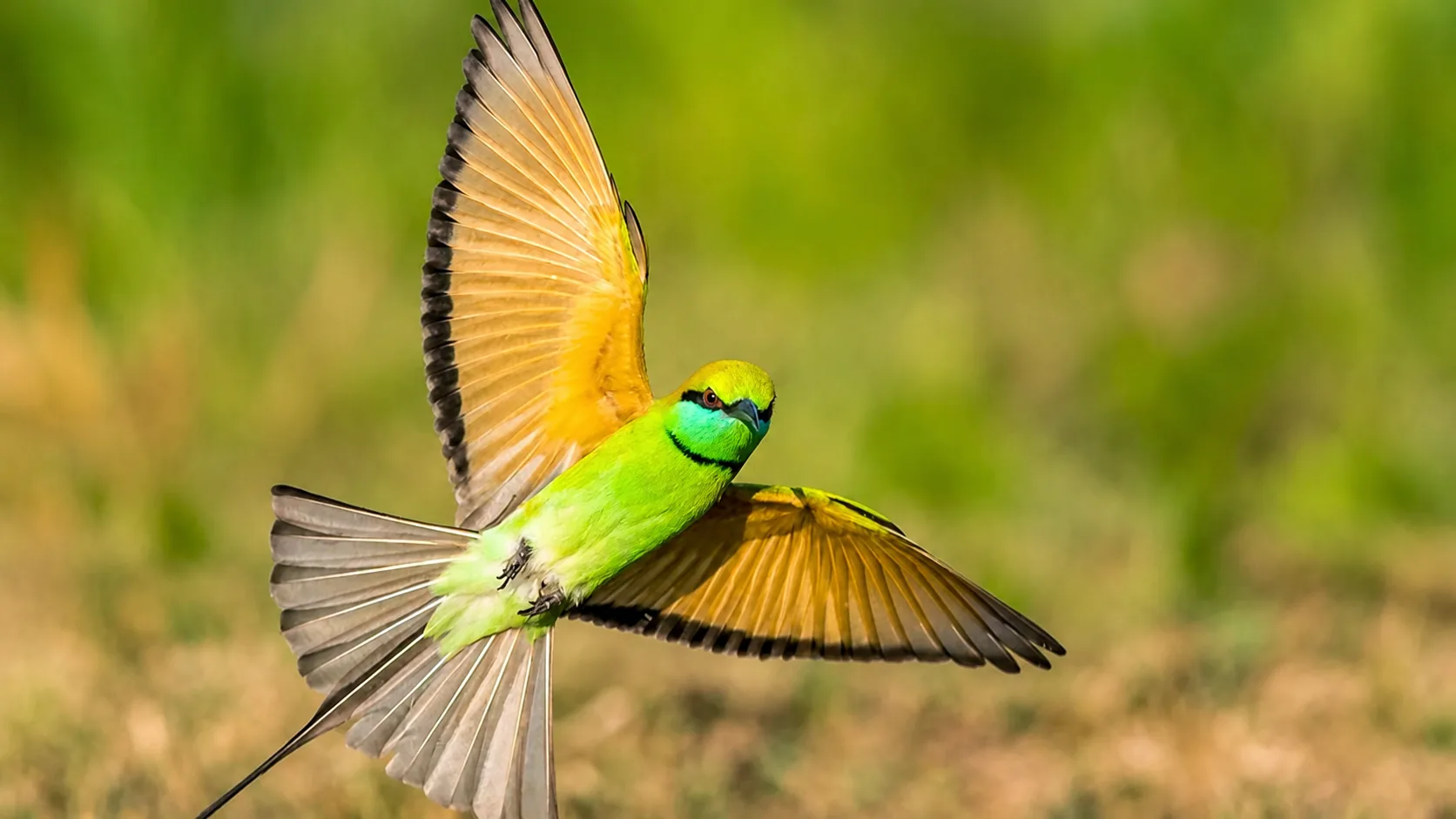 Green bee-eater in flight at Horton Plains National Park